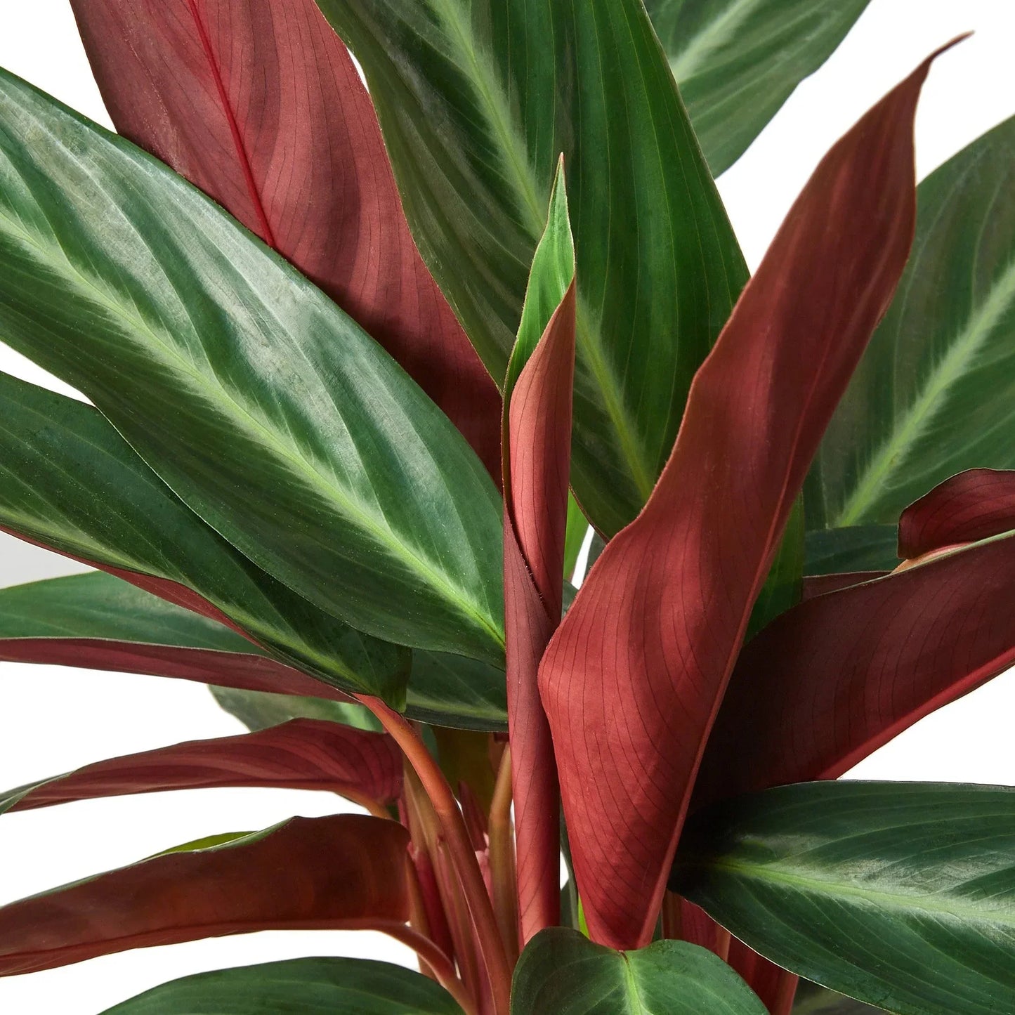 Stromanthe Sanguinea Tricolor Live Plant Multiple Sizes Plant