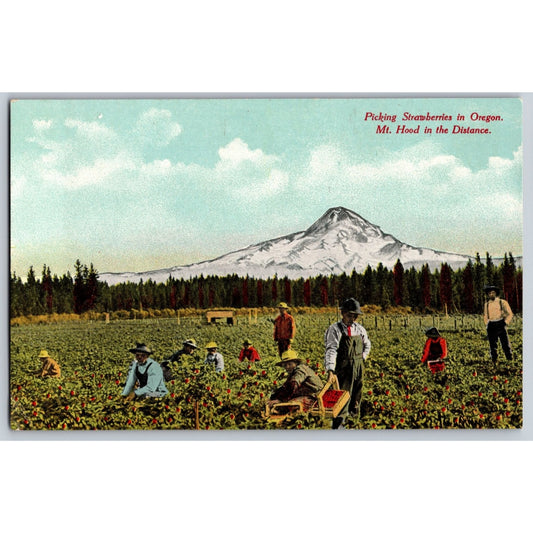 Oregon Strawberry Picking near Mt. Hood OR Scenic View  Divided Back Postcard