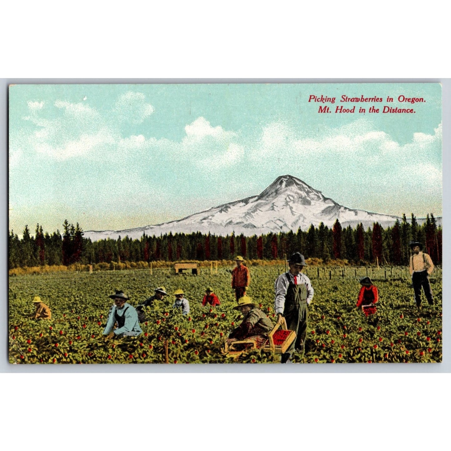 Oregon Strawberry Picking near Mt. Hood OR Scenic View  Divided Back Postcard