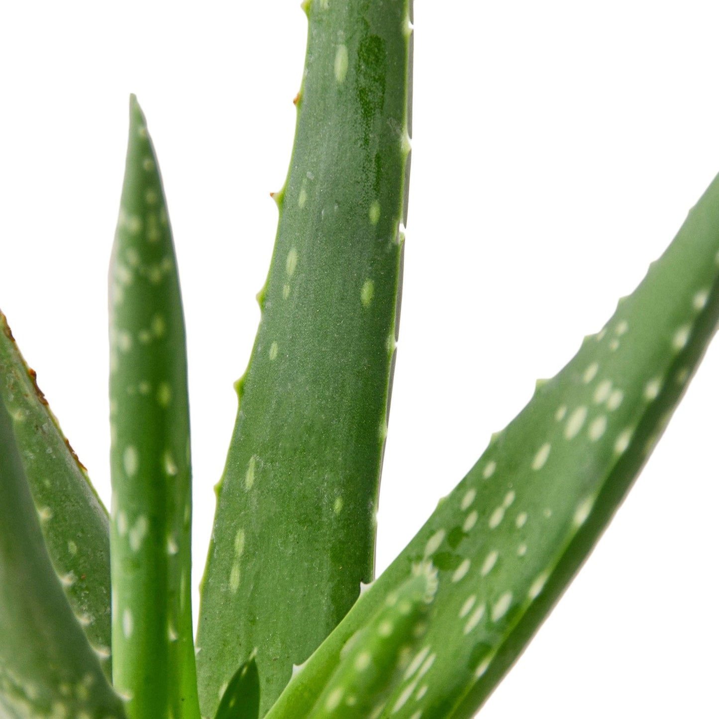 Aloe Vera First Aid Plant Burn Aloe Barbadensis Mill Live Plant