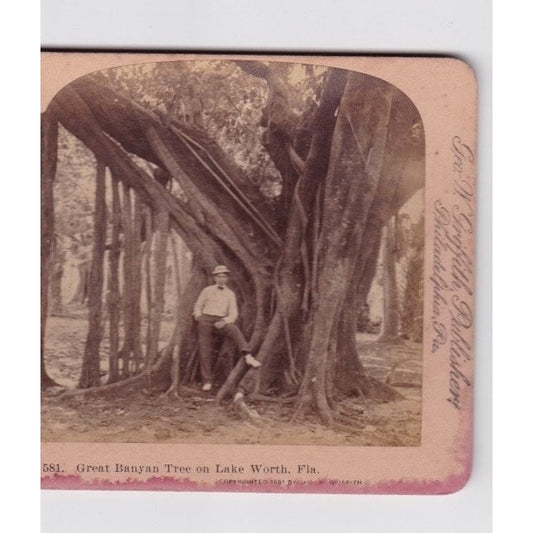 Great Banyan Tree on Lake Worth FL Stereoview Griffith & Griffith 1901 Florida