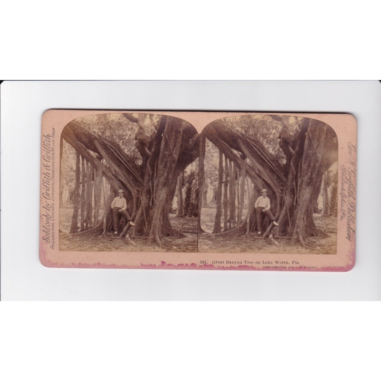Great Banyan Tree on Lake Worth FL Stereoview Griffith & Griffith 1901 Florida