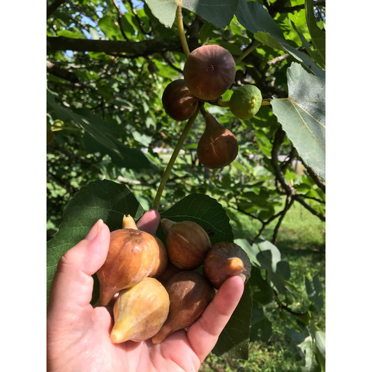 Fresh Figs 1 lb