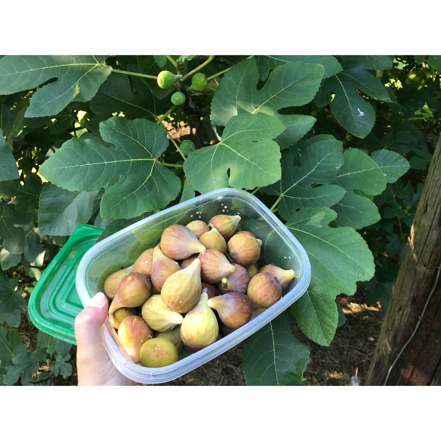 Fresh Figs 1 lb