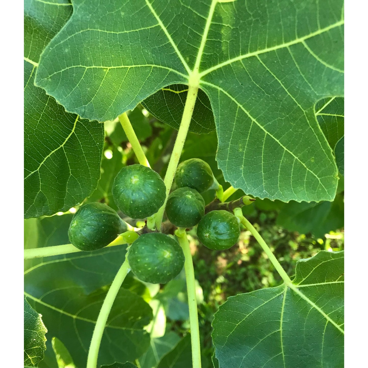 Fresh Figs 1 lb