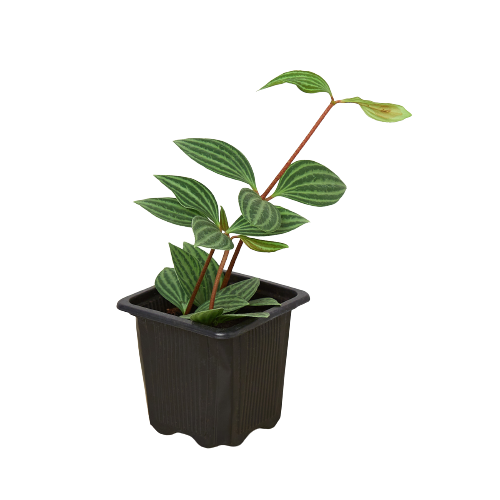 Peperomia Parallel Peperomia tetragona Live Plant Multiple Sizes Available