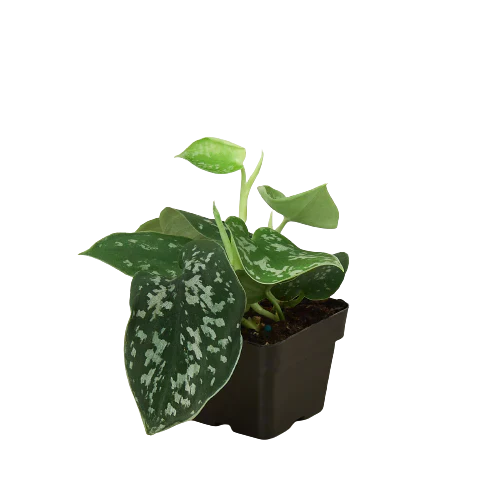 Pothos Satin Scindapsus Argyraeus Pictus Silver Vine Live Plant Multiple Sizes Available