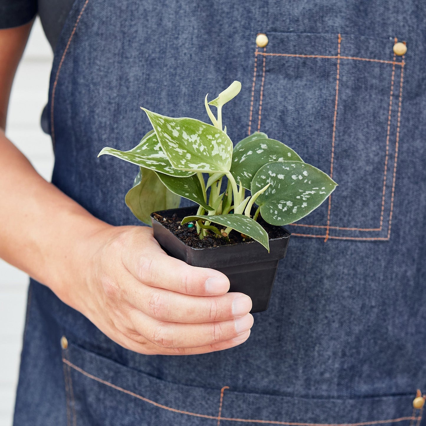 Pothos Satin Scindapsus Argyraeus Pictus Silver Vine Live Plant Multiple Sizes Available