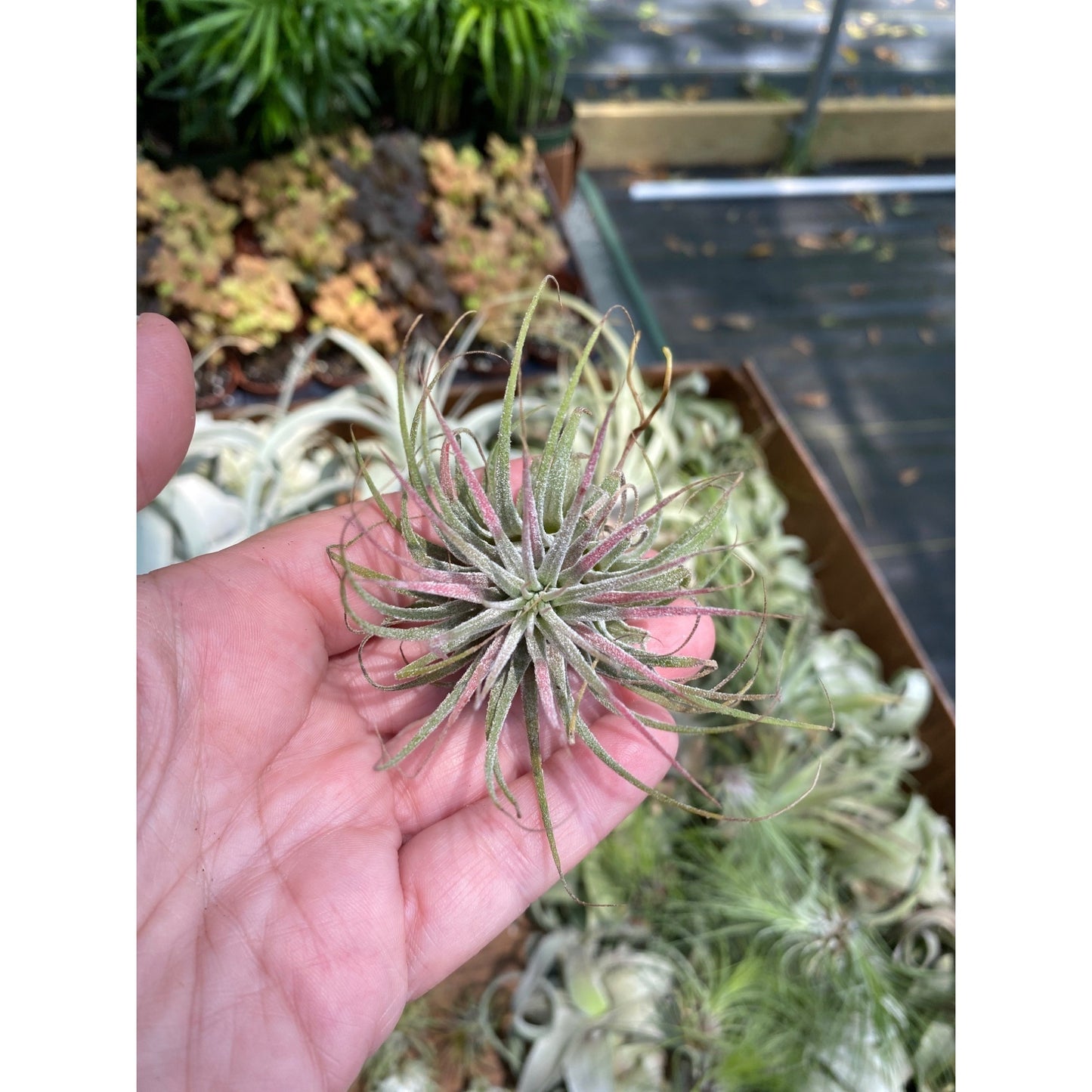 Air Plant Tillandsia Ionantha Live Plant