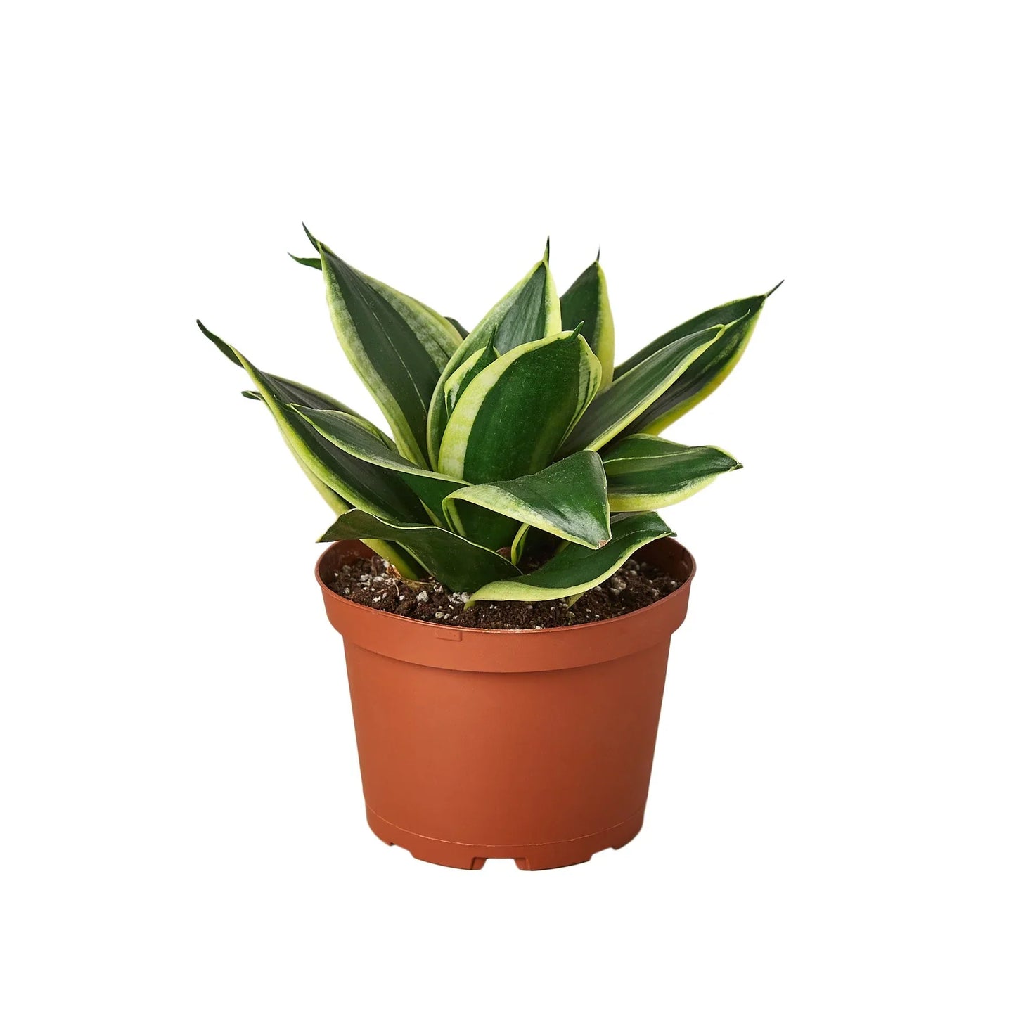 Sansevieria Black Gold Snake Plant Live Plant Multiple Sizes Available