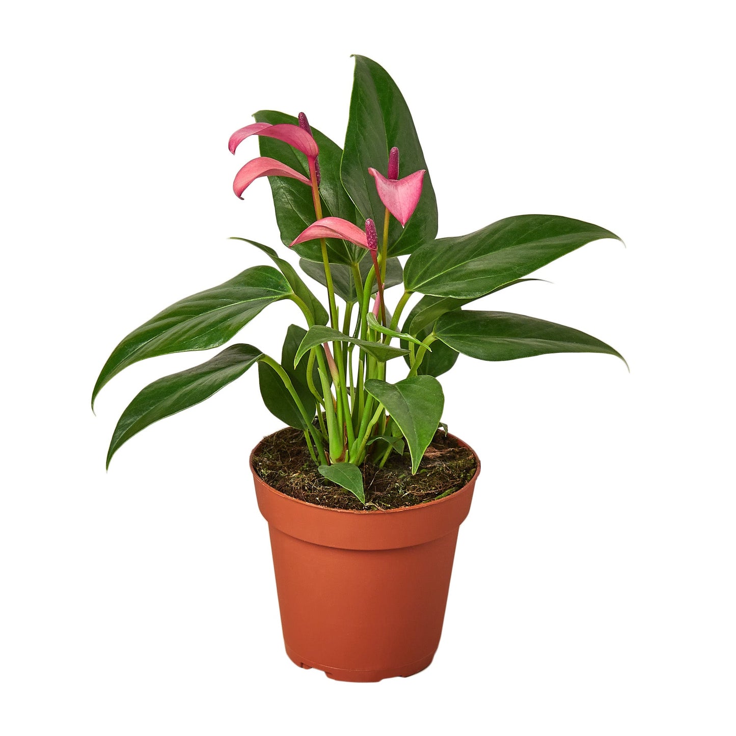 Anthurium Purple Flamingo Flower Live Plant Multiple Sizes Available