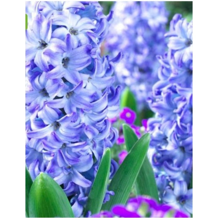 Hyacinthus Orientalis Aqua Hyacinth 3 Bulbs per Order Size 16/17