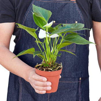 Anthurium 'White' Live Plant