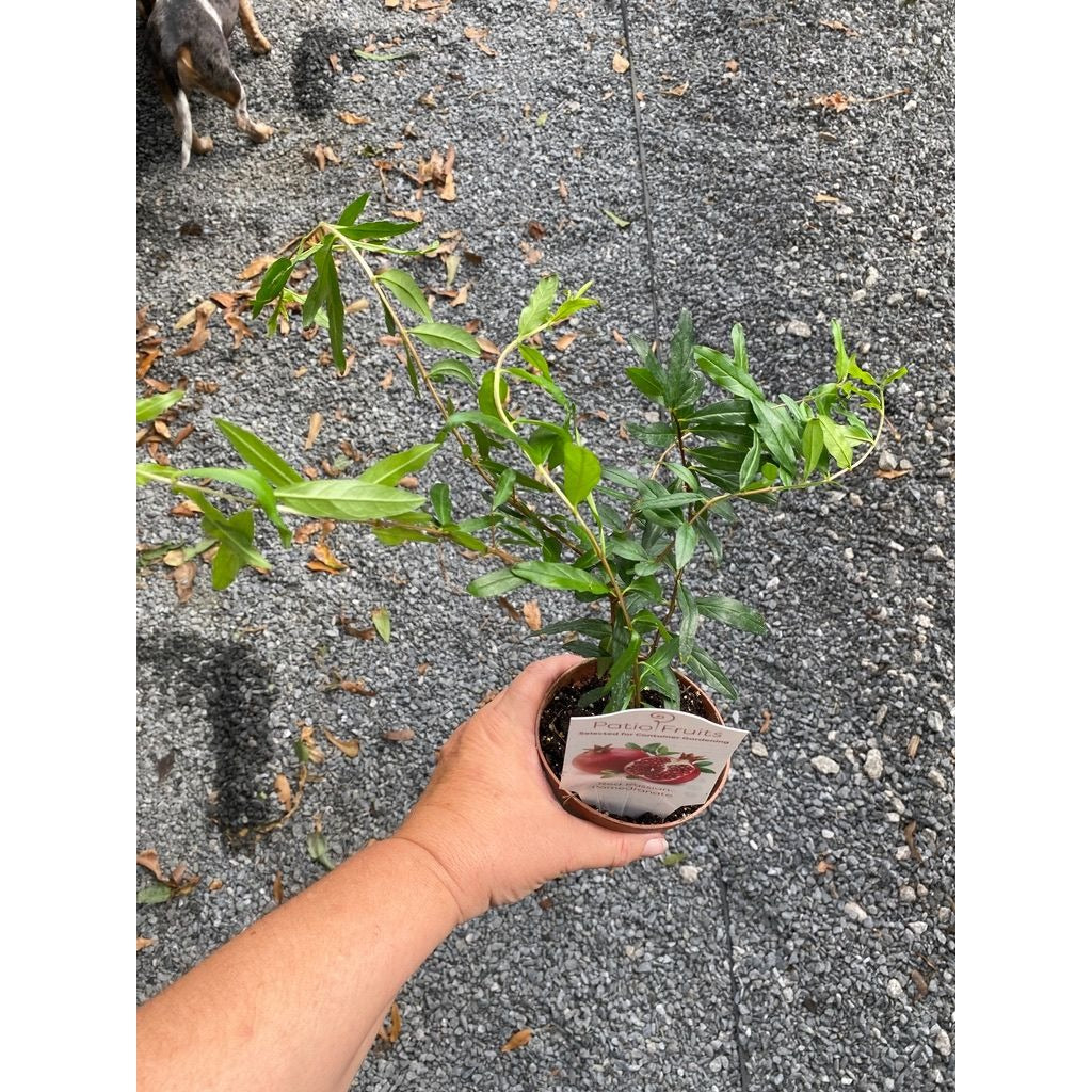 Patio Fruit Dwarf Barbados Cherry Tree Edible Fruit 4" Pot Live Plant