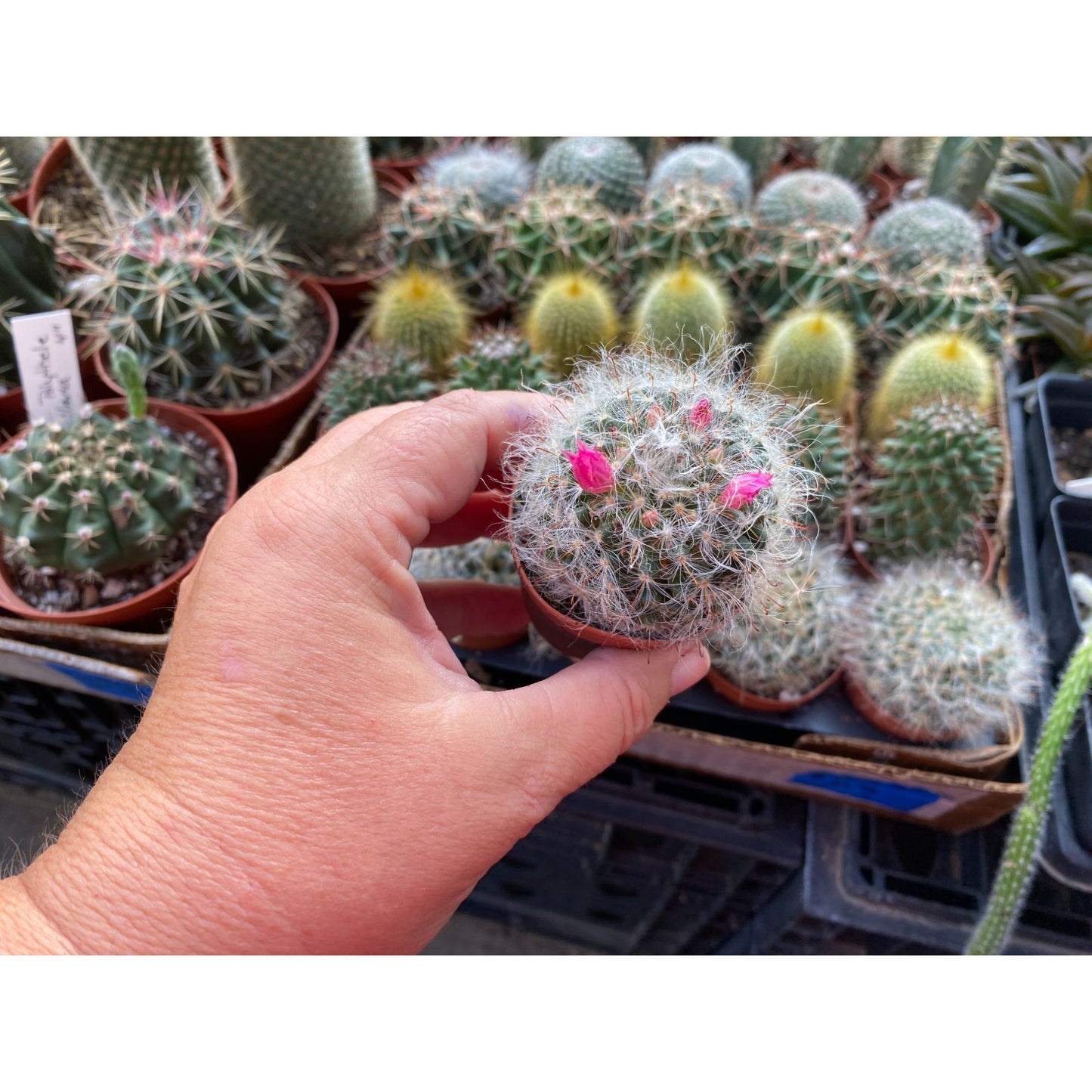 Cactus Powder Puff or Mammillaria bocasana 3" Pot Live Plant