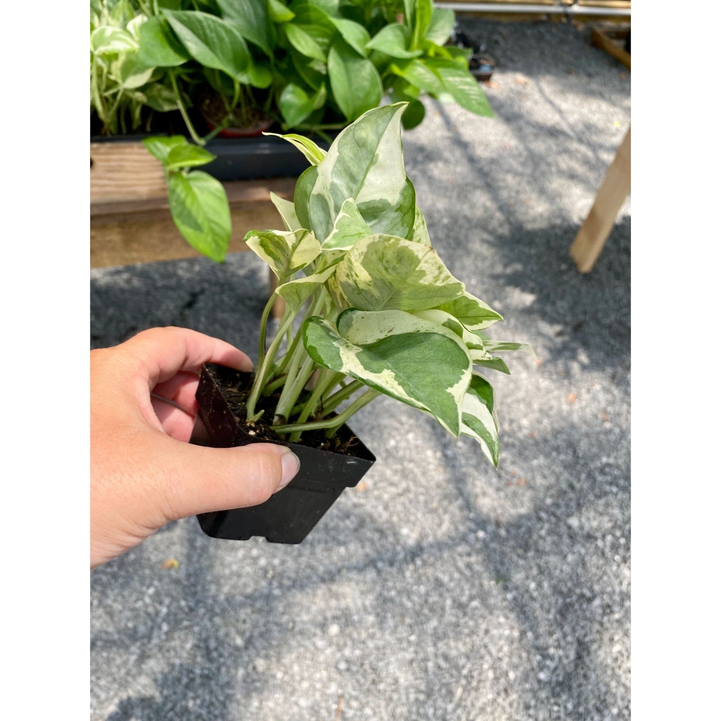 Pothos Scindapsus Wilcox or Devil's Ivy N'joy 3" Pot Live Plant