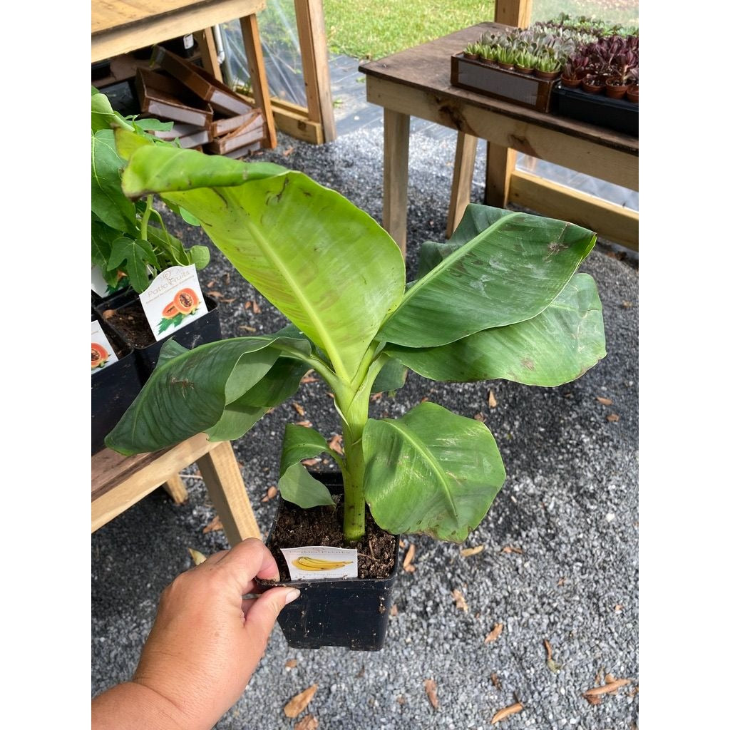 Patio Fruit Banana Plant Musa Truly Tiny Dwarf Banana Tree 4" Pot Live Plant