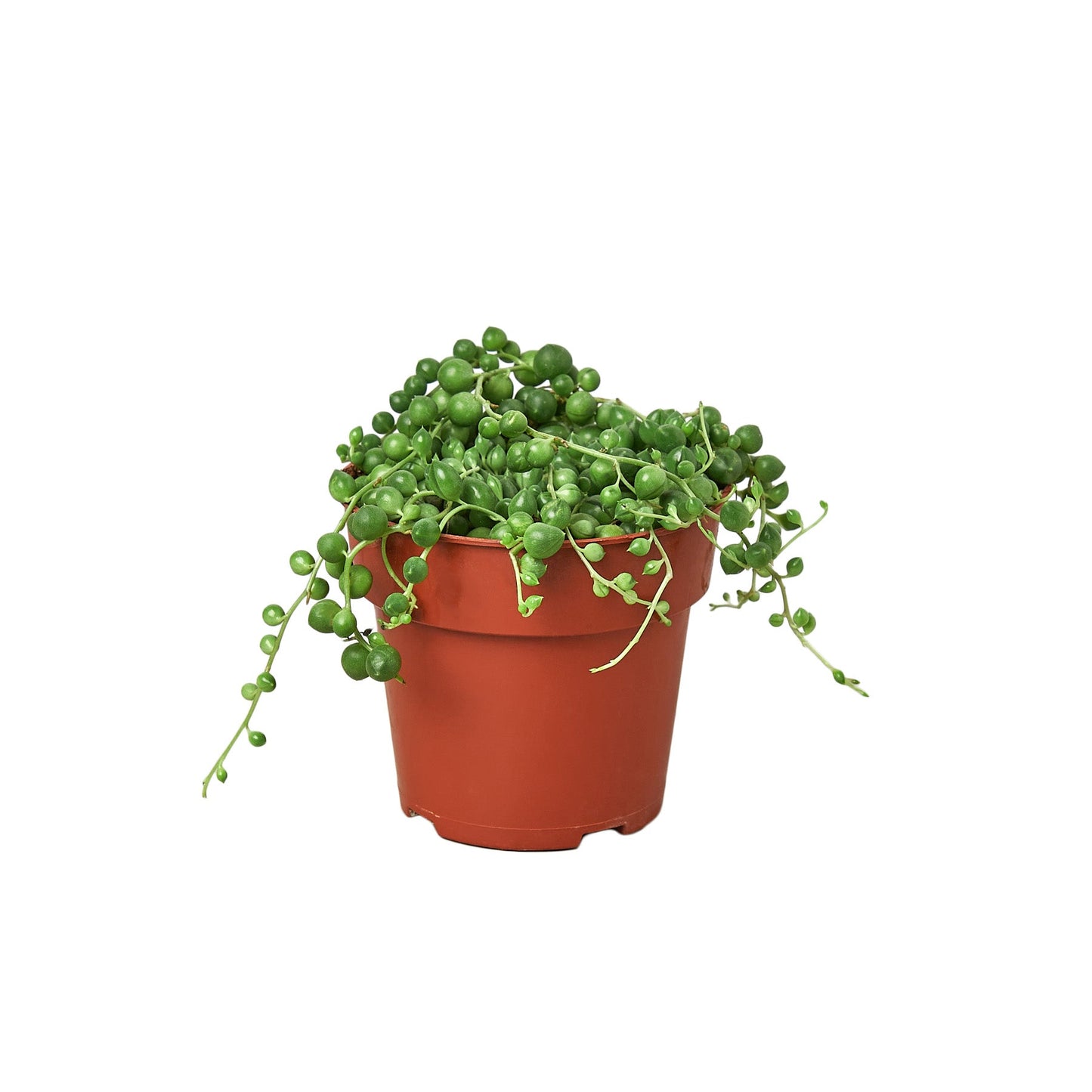 Succulent String of Pearls Senecio rowleyanus Live Plant Multiple Sizes Available