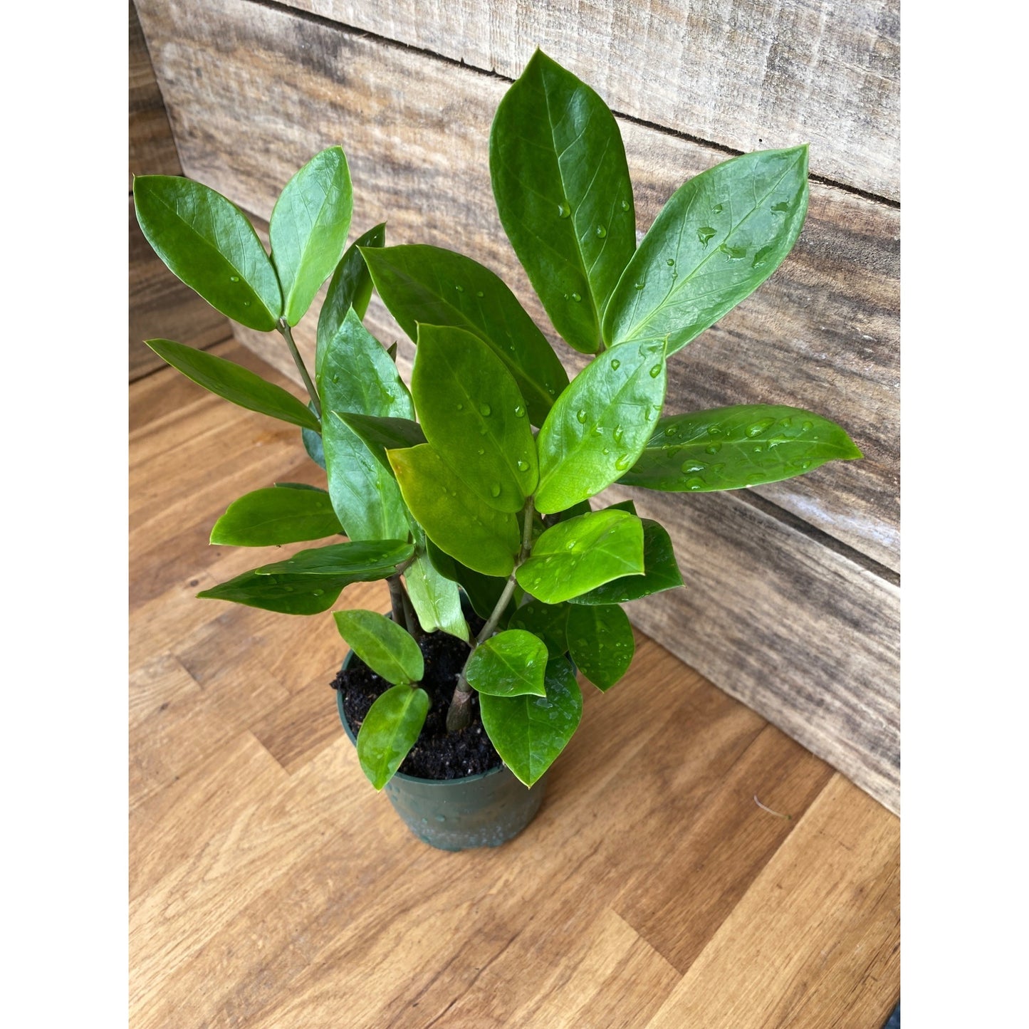 ZZ Plant Zamioculcas Zamiifolia 4 Inch Pot Live Plant