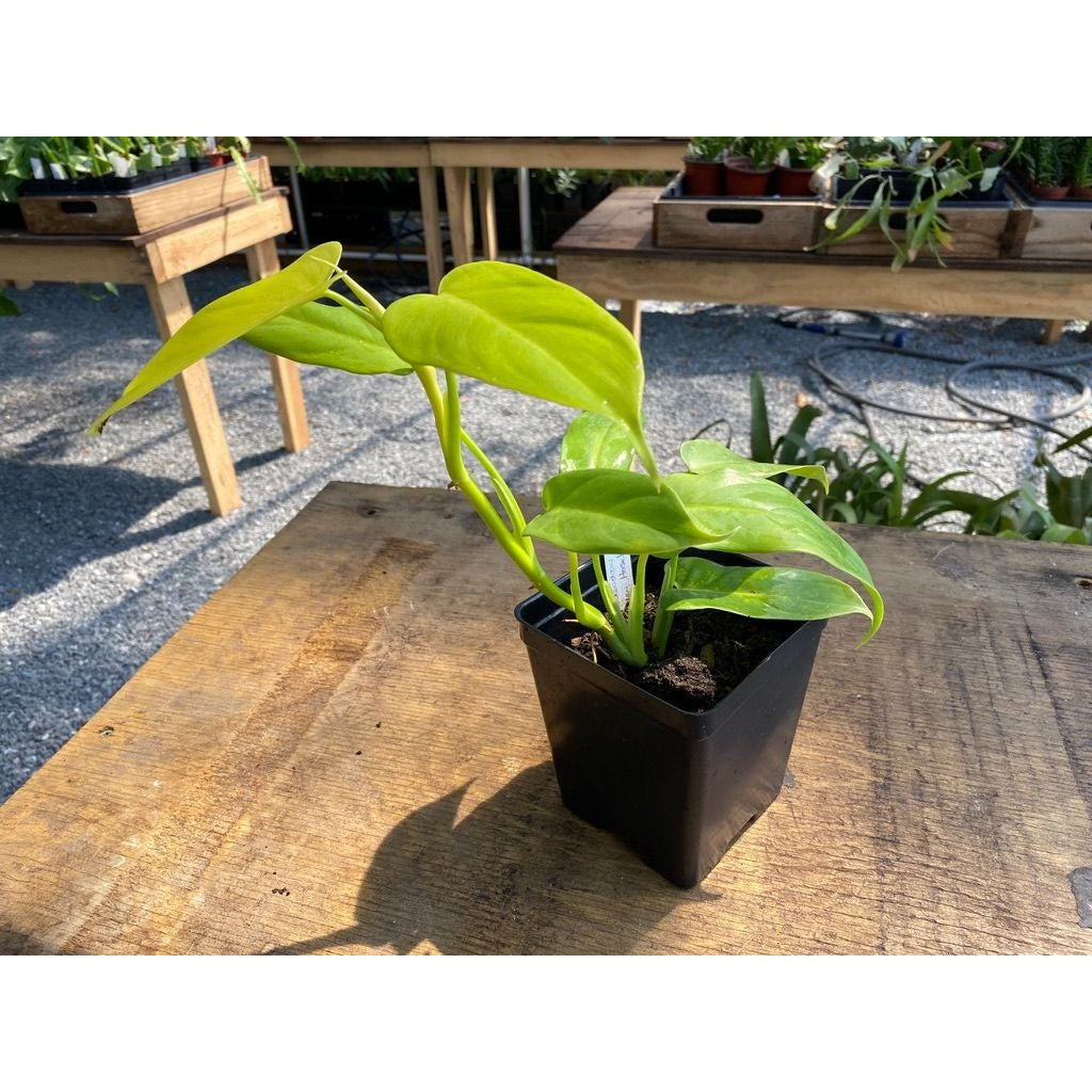 Philodendron Bipennifolium Golden Violin 4 Inch Tall Pot Live Plant