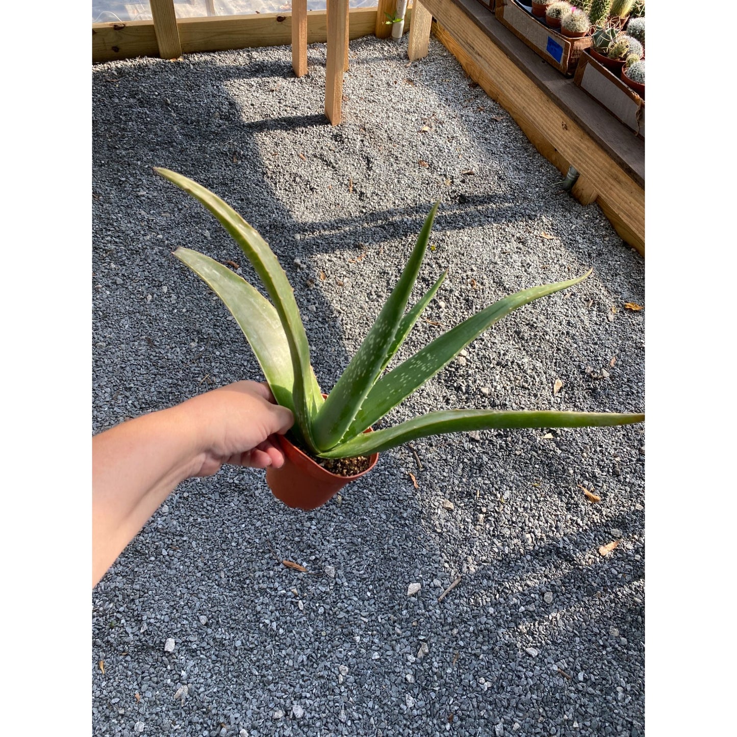 Aloe Vera Barbadensis Mill Burn First Aid Plant True Aloe 4" Pot Live Plant