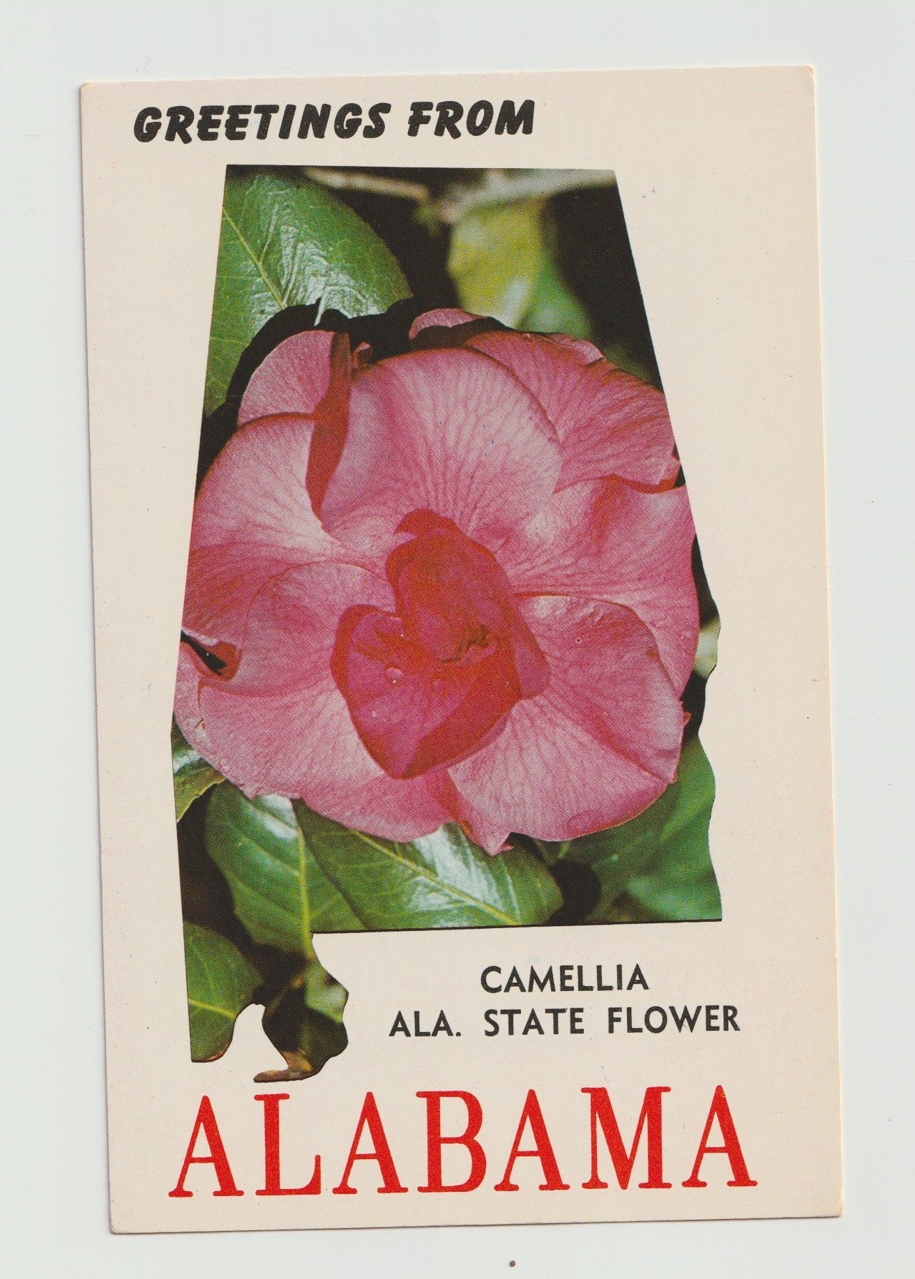 Postcard AL Alabama Camellia Greetings from State Flower Camellia Chrome Unused