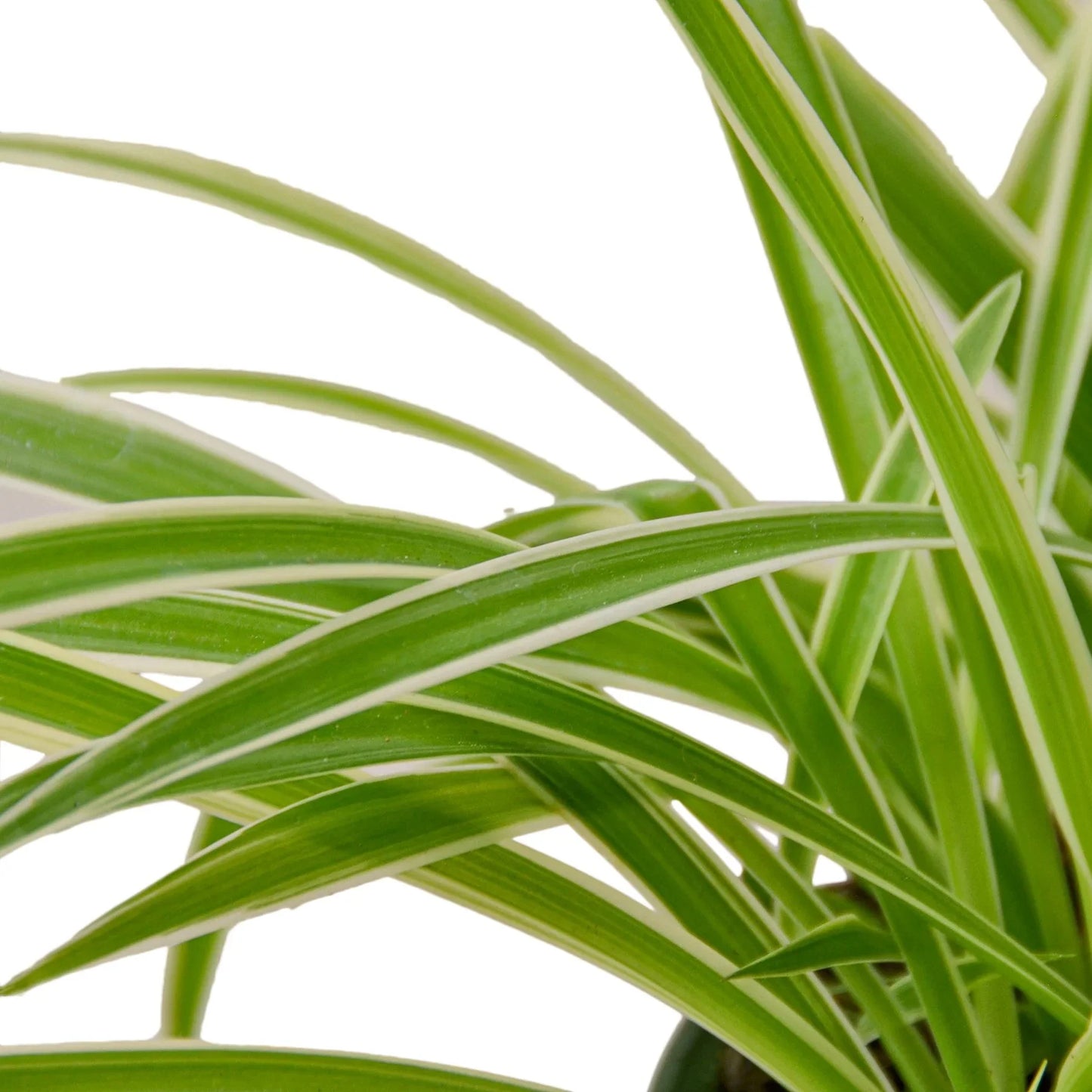 Spider Plant Reverse Chlorophytum comosum