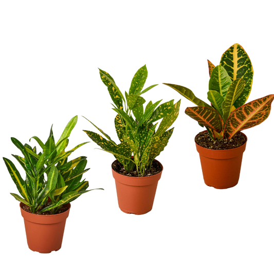 Croton Three Different Variety Pack 4" Pot Live Plants