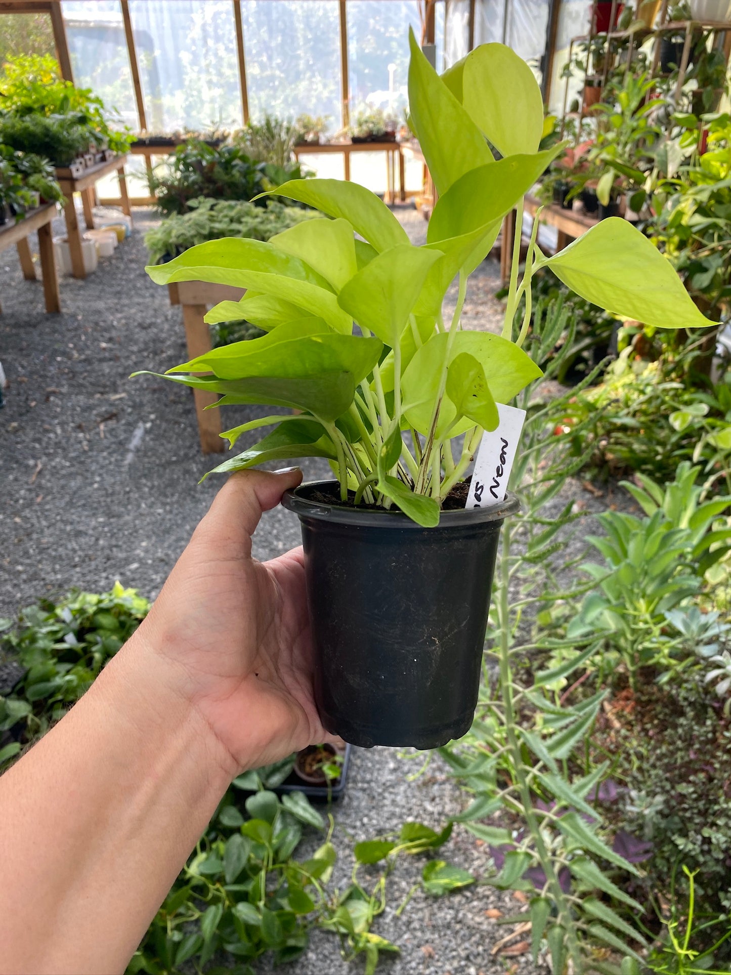 Pothos or Devil's Ivy Neon 4" Pot Live Plant