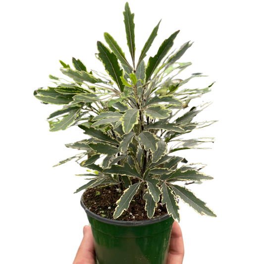 False Aralia Bianca Variegated Dizygotheca elegantissima Live Plant