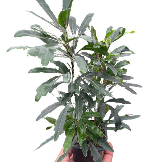 False Aralia Green 3" Pot Live Plant