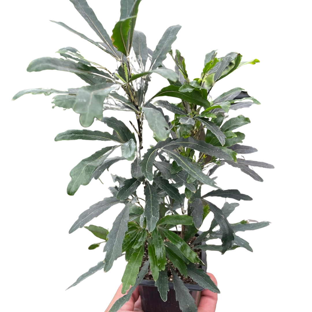 False Aralia Green 3" Pot Live Plant