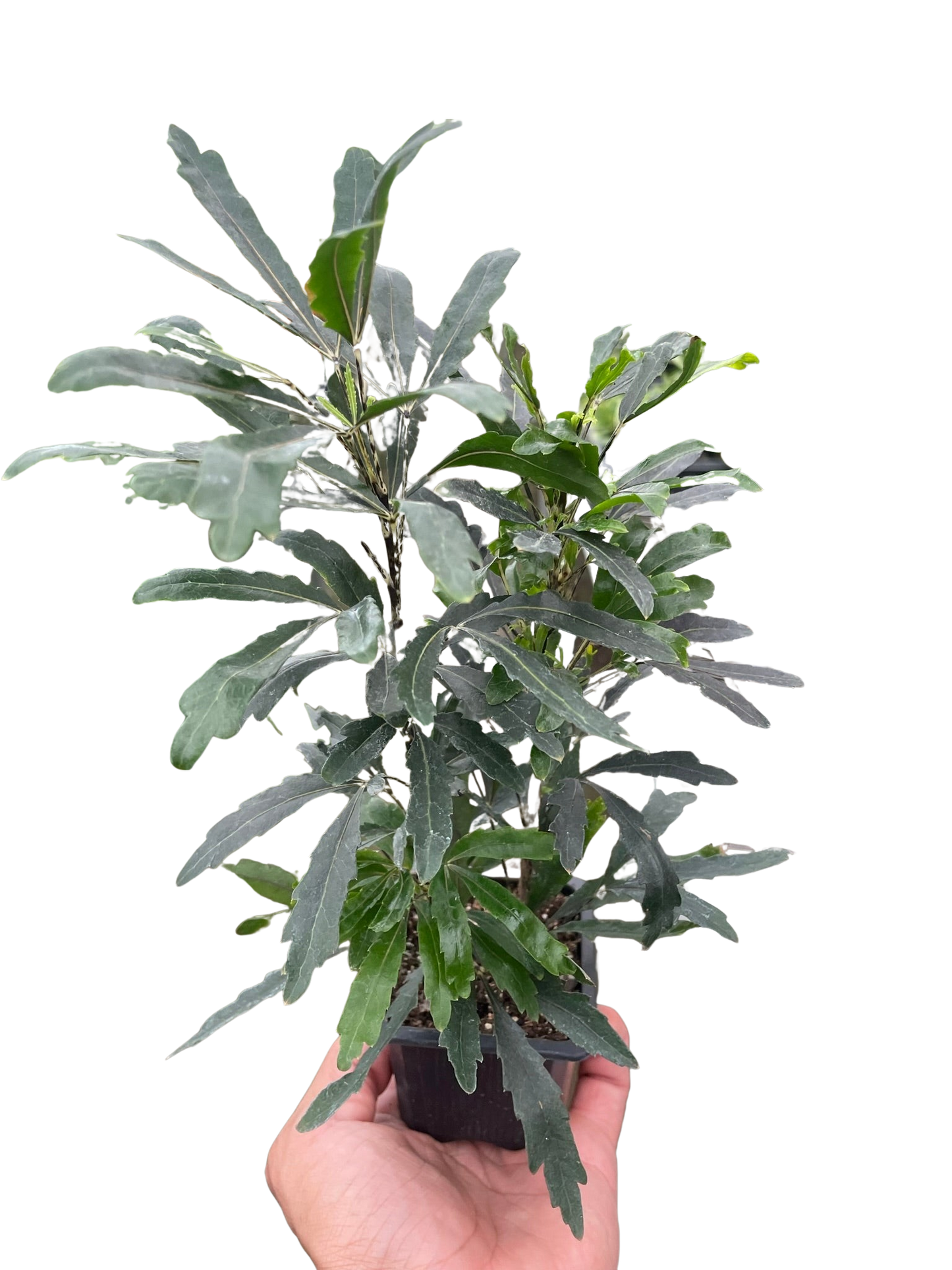 False Aralia Green 3" Pot Live Plant