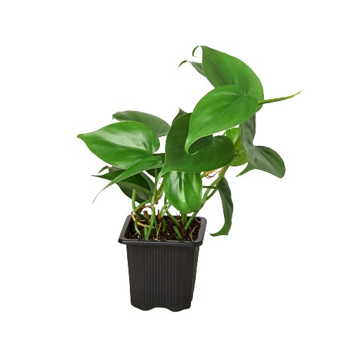 Philodendron Cordatum Heartleaf Live Plant Multiple Sizes Available