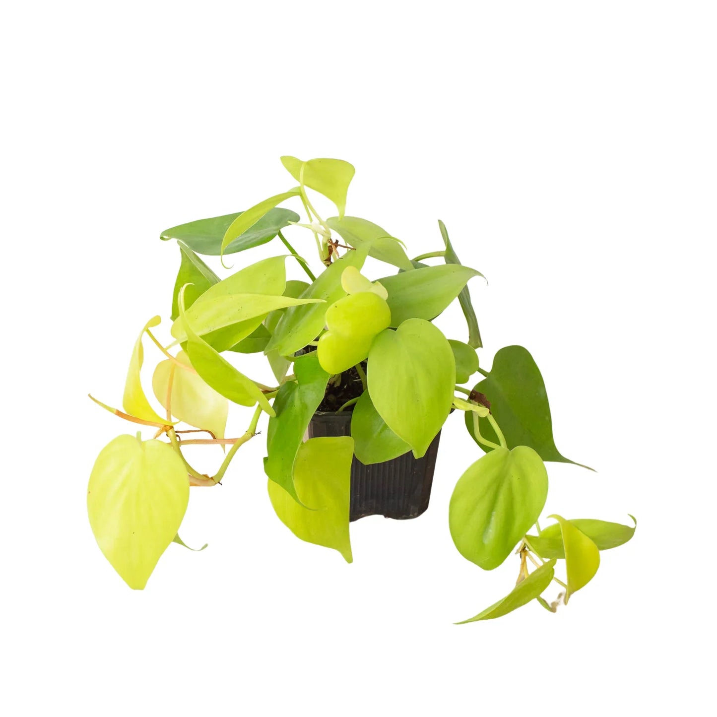 Philodendron Cordatum Neon Live Plant Multiple Sizes Available