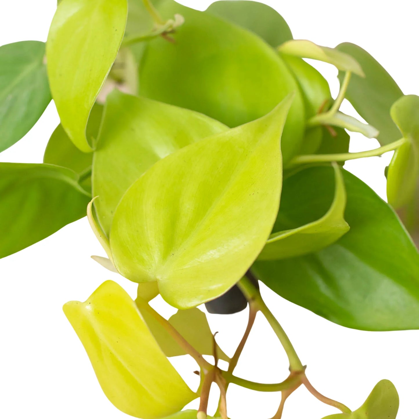 Philodendron Cordatum Neon Live Plant Multiple Sizes Available