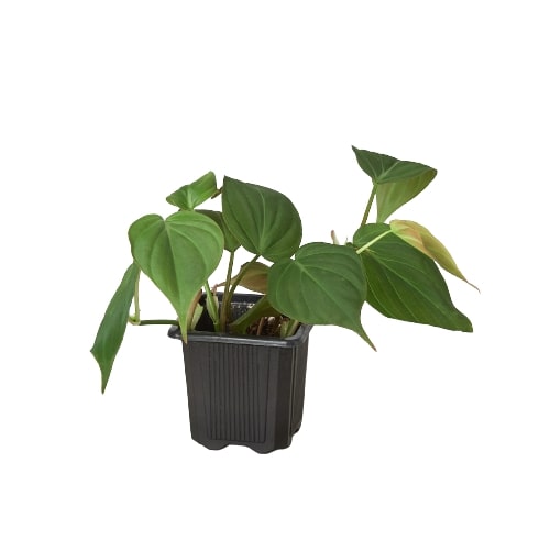 Philodendron Hederaceum Velvet Micans Heartleaf Live Plant Multiple Sizes Available