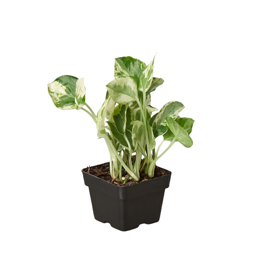 Pothos N'joy Epipremnum Aureum Devil's Ivy Live Plant Multiple Sizes Available