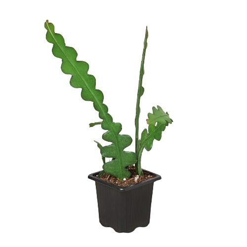 Epiphyllum 'Ric Rac' Cactus Live Plant