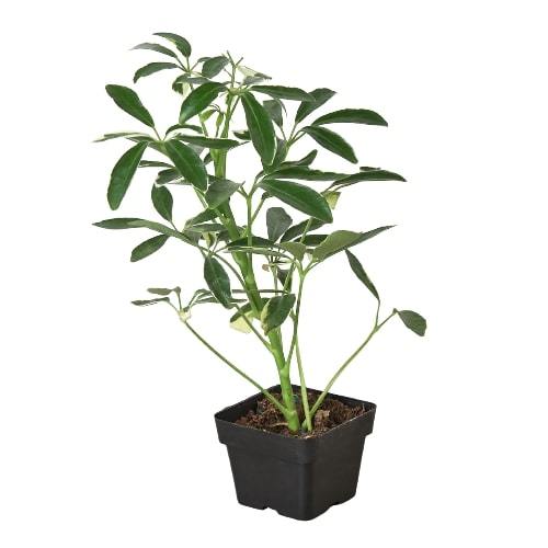 Schefflera Moonlight Dwarf Umbrella Plant Variegated Live Plant Multiple Sizes Available