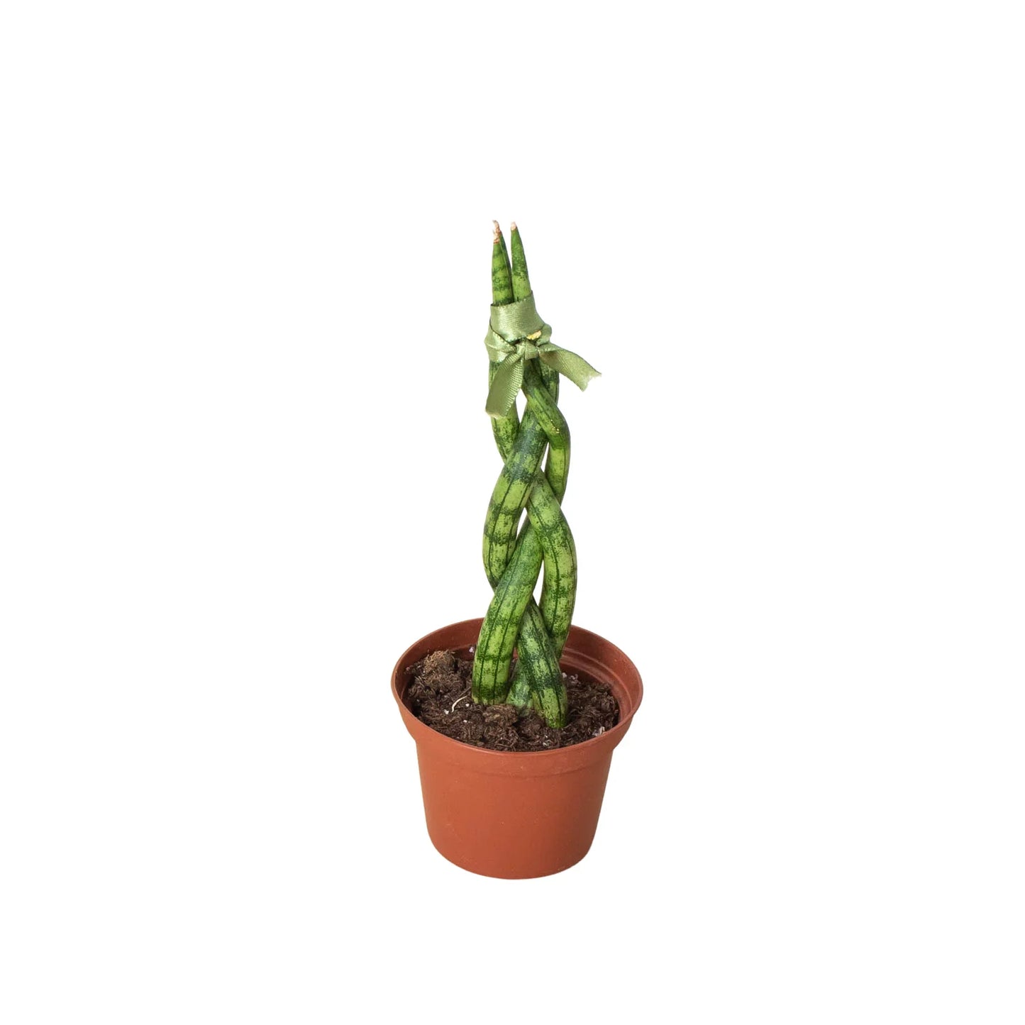 Sansevieria Braided Snake Plant Live Plant Multiple Sizes Available