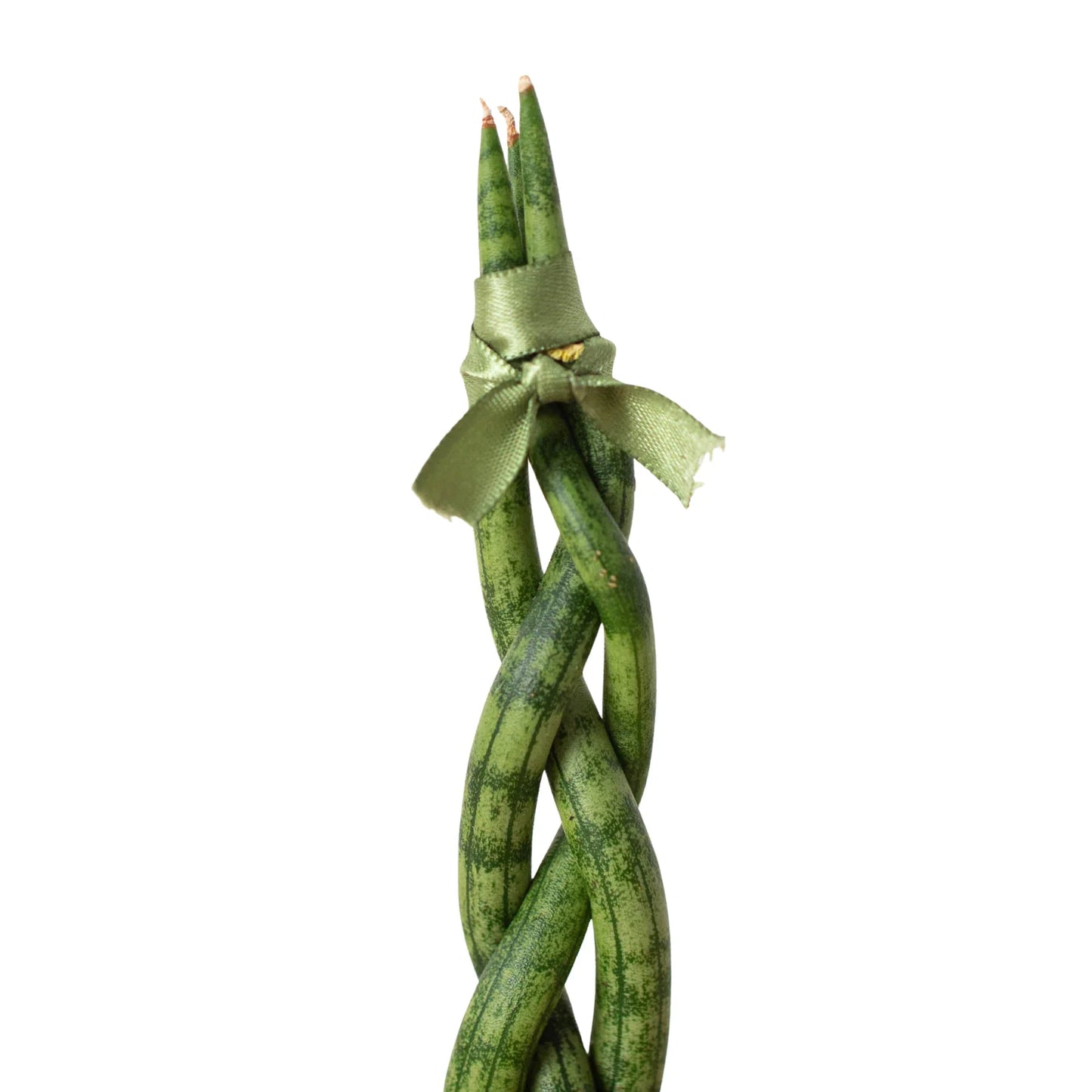 Sansevieria Braided Snake Plant Live Plant Multiple Sizes Available