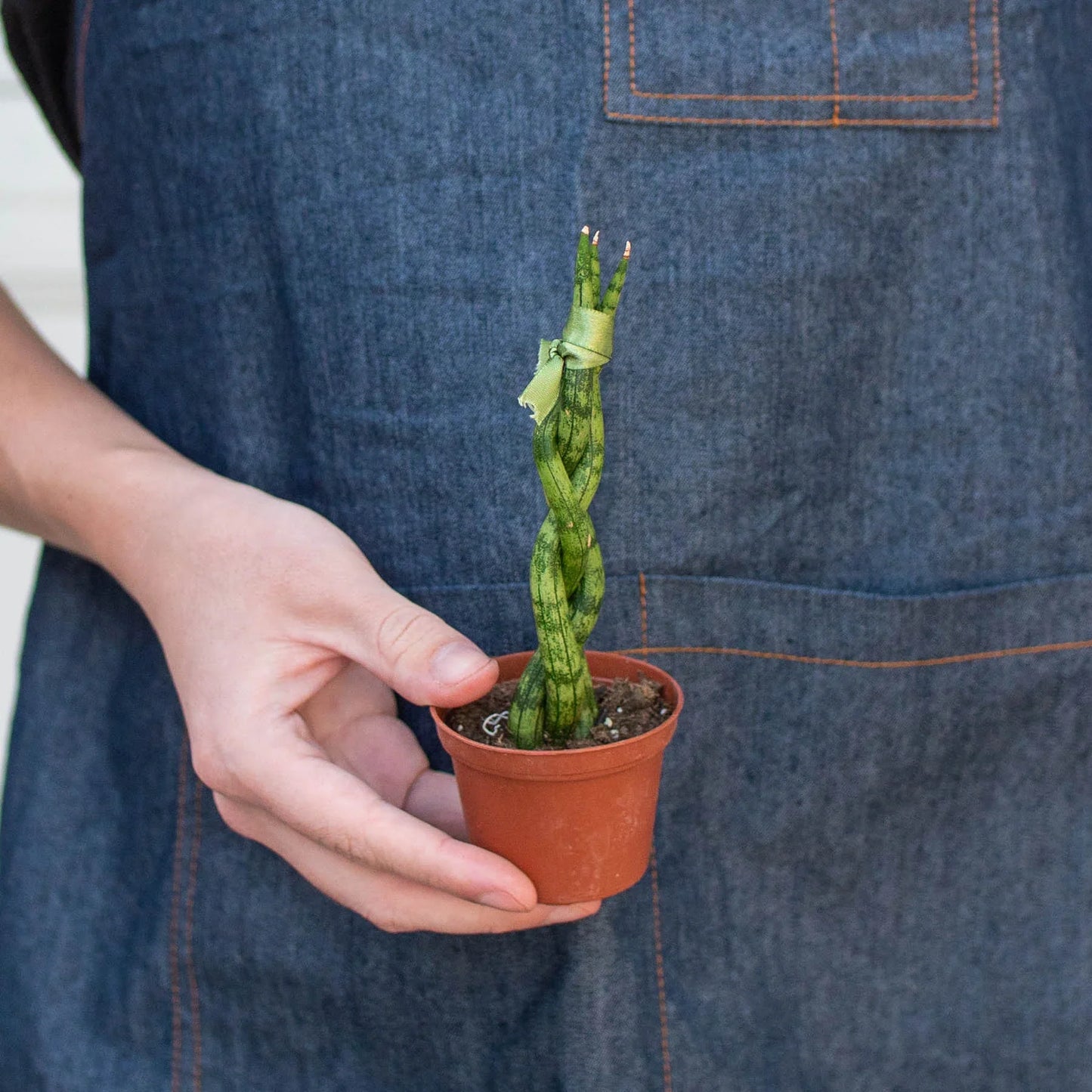 Sansevieria Braided Snake Plant Live Plant Multiple Sizes Available