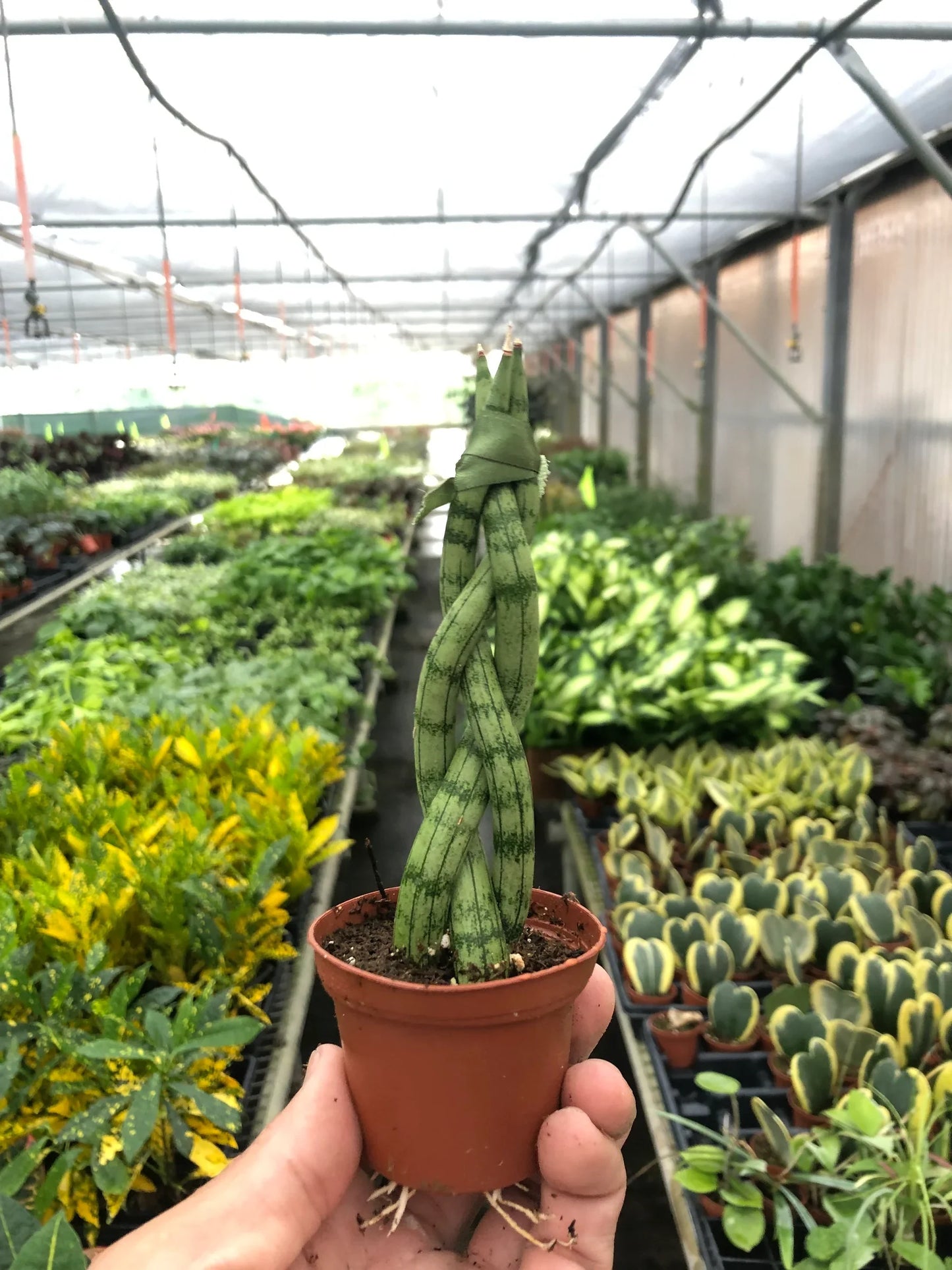 Sansevieria Braided Snake Plant Live Plant Multiple Sizes Available