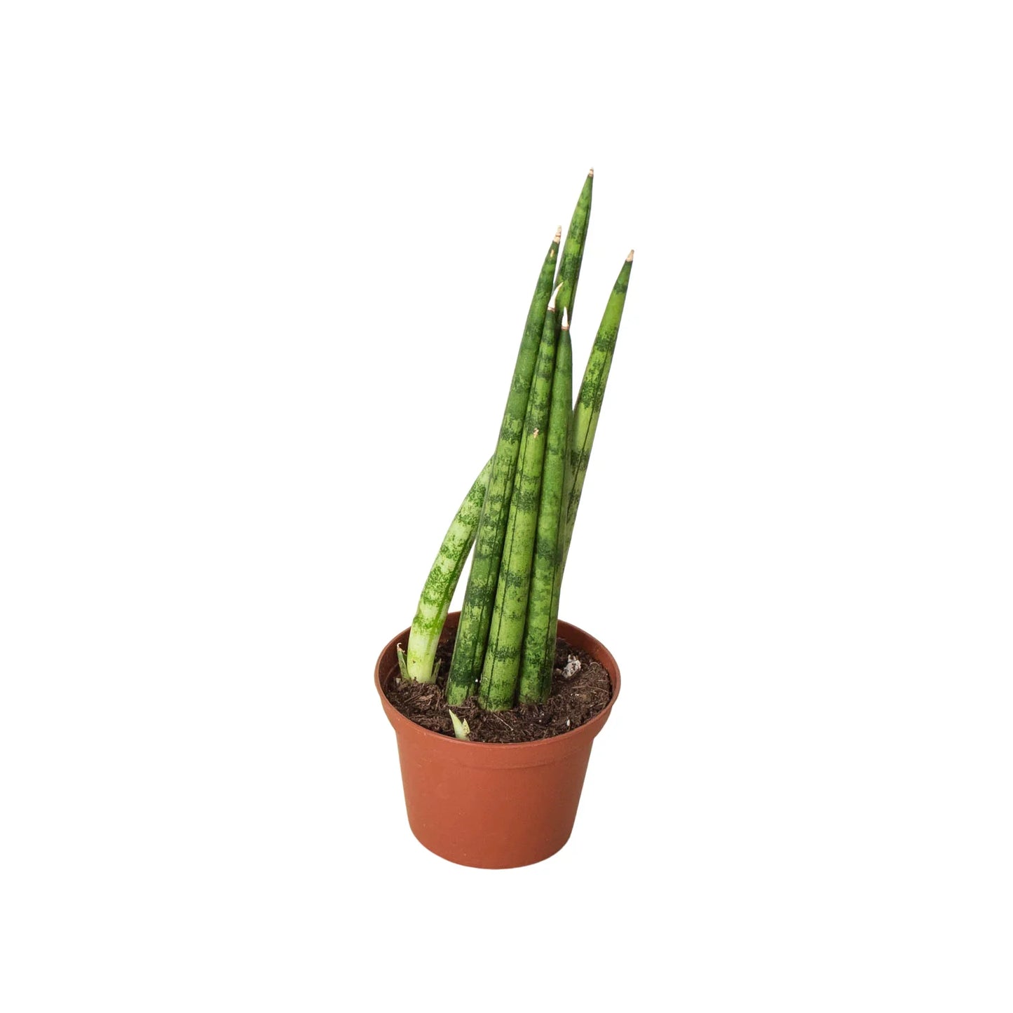 Sansevieria Cylindrica Snake Plant Live Plant Multiple Sizes Available