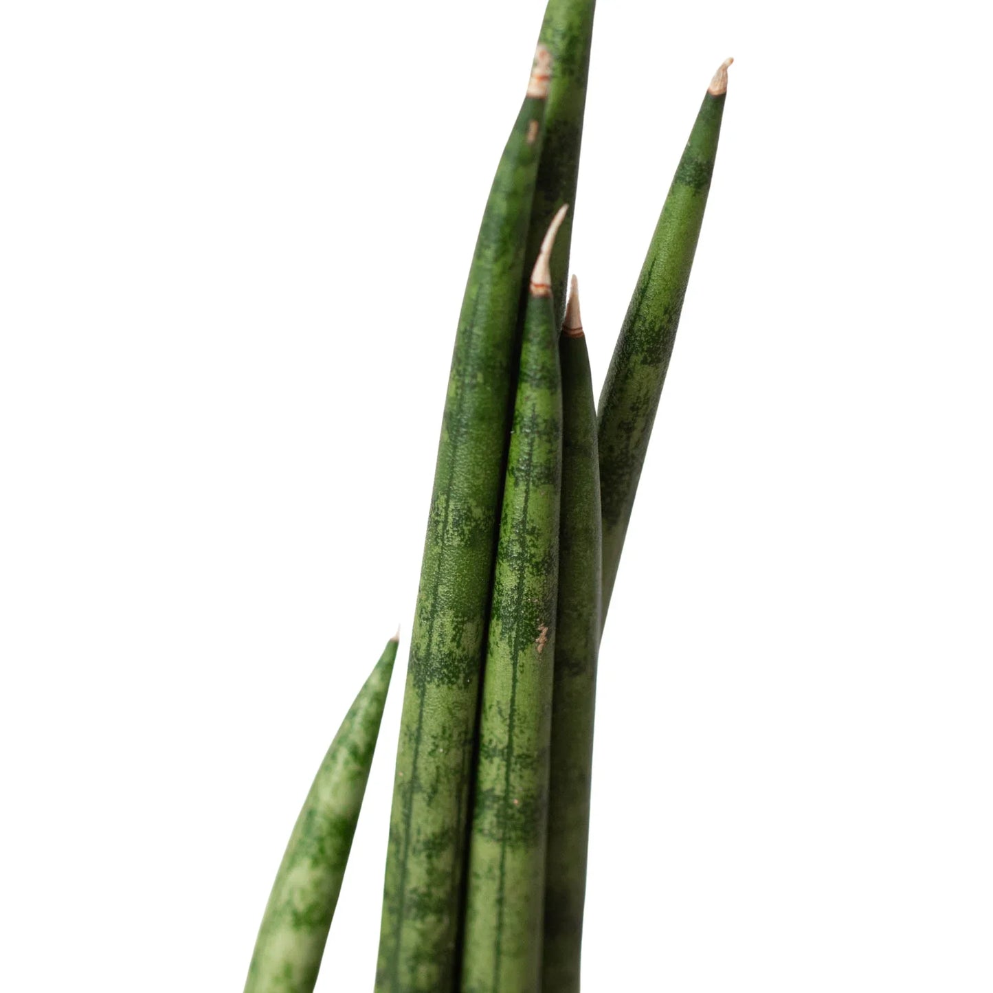 Sansevieria Cylindrica Snake Plant Live Plant Multiple Sizes Available