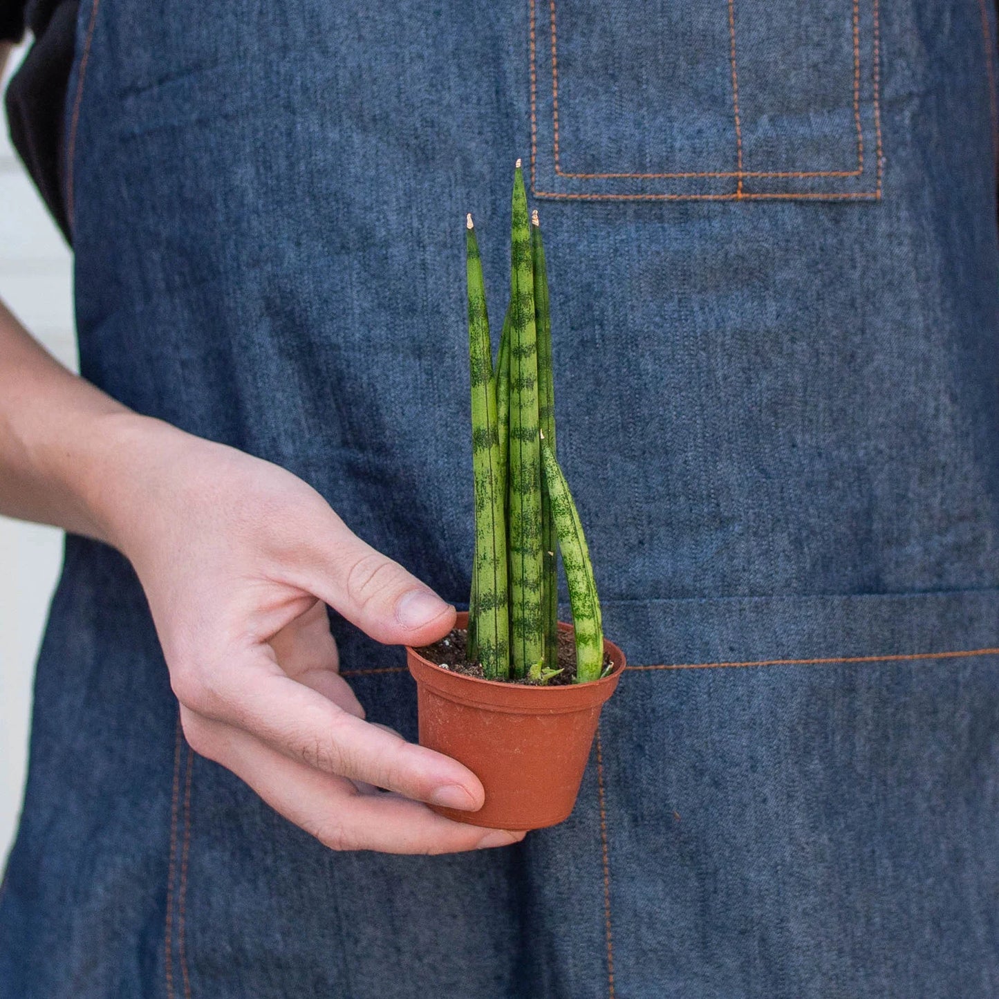 Sansevieria Cylindrica Snake Plant Live Plant Multiple Sizes Available