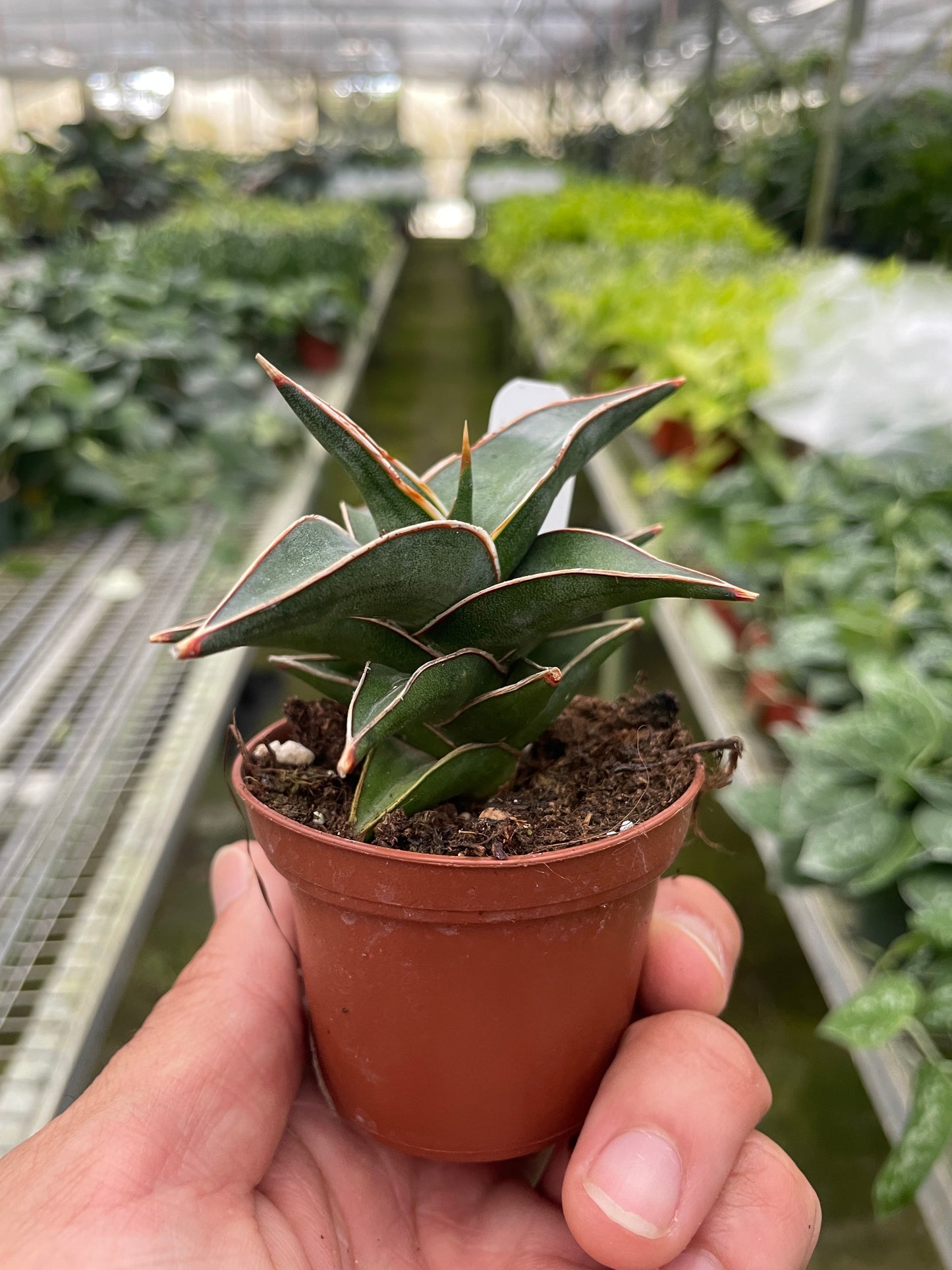 Sansevieria Lavranos Snake Plant Live Plant Multiple Sizes Available