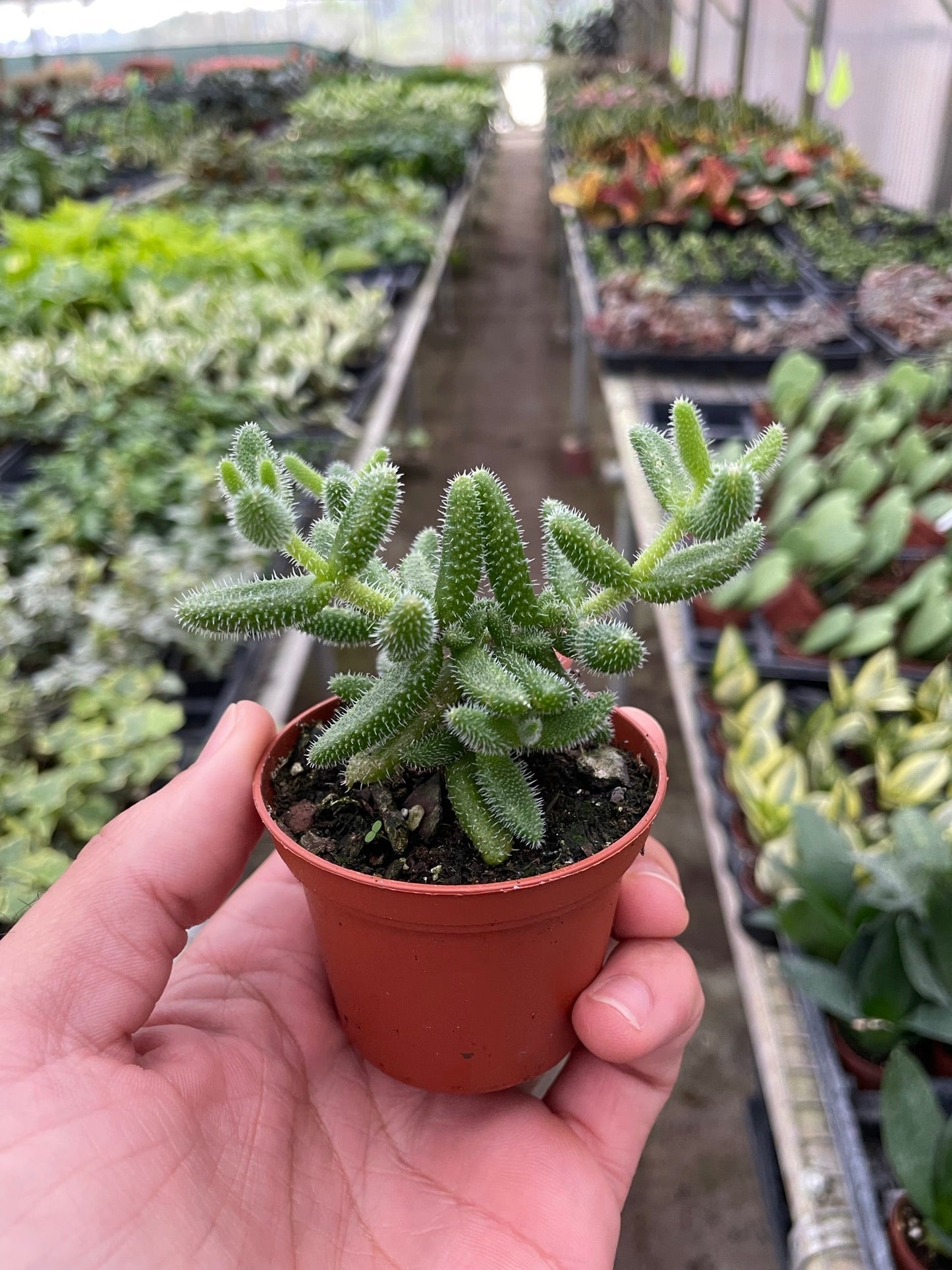 Pickle Plant Delosperma echinatum Live Plant Multiple Sizes Available