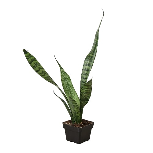 Sansevieria Zeylanica Snake Plant Live Plant Multiple Sizes Available